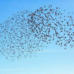 Born To Fly