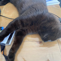 holy shit u can actually die