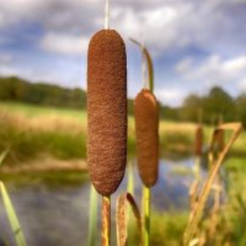 Quenouilles, grenouilles