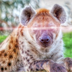 hyenas