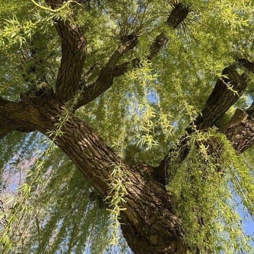 ما شَكَى قَلْبِي التَّجنِي مِنْ حَبِيبٍ ضاعَ مِنِّي