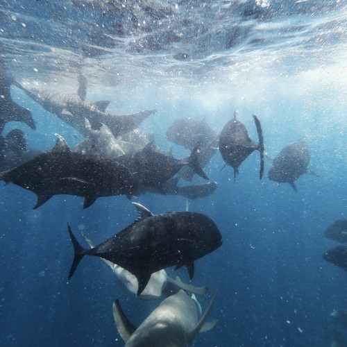 Stream Emma Clarke | Listen to Narration samples for a kids' documentary - Animal Planet playlist online for free on SoundCloud Stream Emma Clarke | Listen to Narration samples for a kids' documentary - Animal Planet playlist online for free on SoundCloud