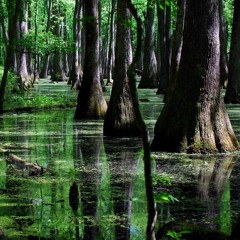 Swamp of Visions