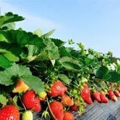 Strawberry Fields Methodi 'Vocal La Dub ' 4 Ever