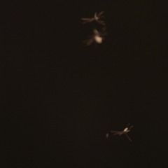 Bug Song