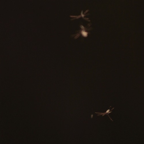 Bug Song