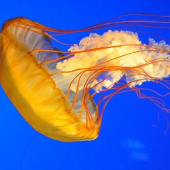 A Song from my Thoughts