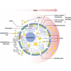 Nuclear Lipid Droplets: Key Regulators of Aging and Nuclear Homeostasis