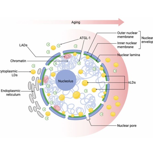 Nuclear Lipid Droplets: Key Regulators of Aging and Nuclear Homeostasis