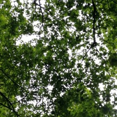 Forest Rain (Post-storm)