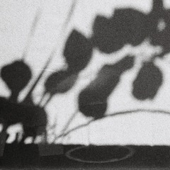 Samambaia Ruva Igbale