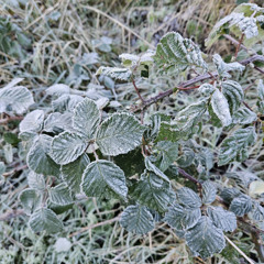 PANACEA - 03/12/2025