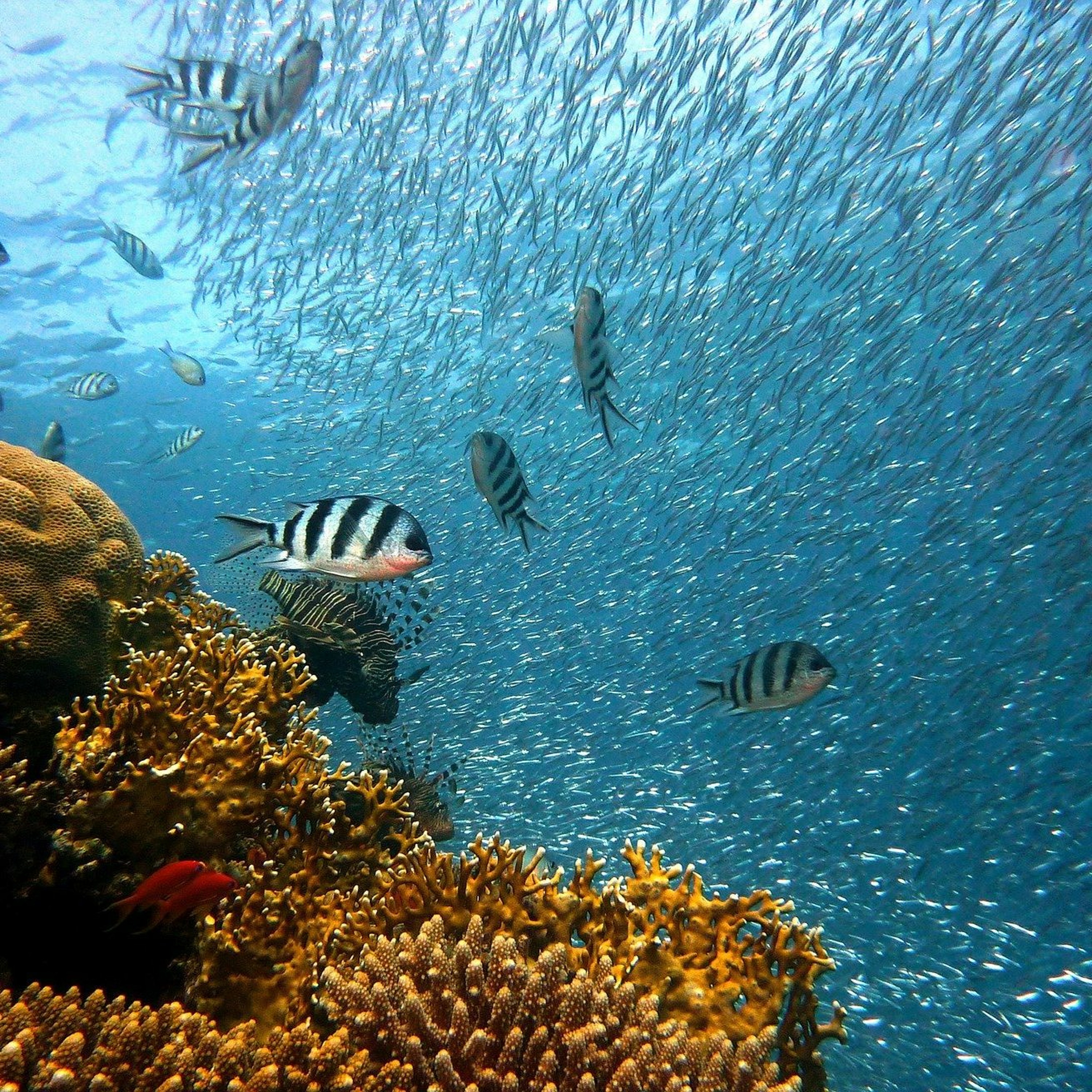 TECHNO | L'intelligence artificielle pour aider la préservation de la faune et flore marine episode artwork