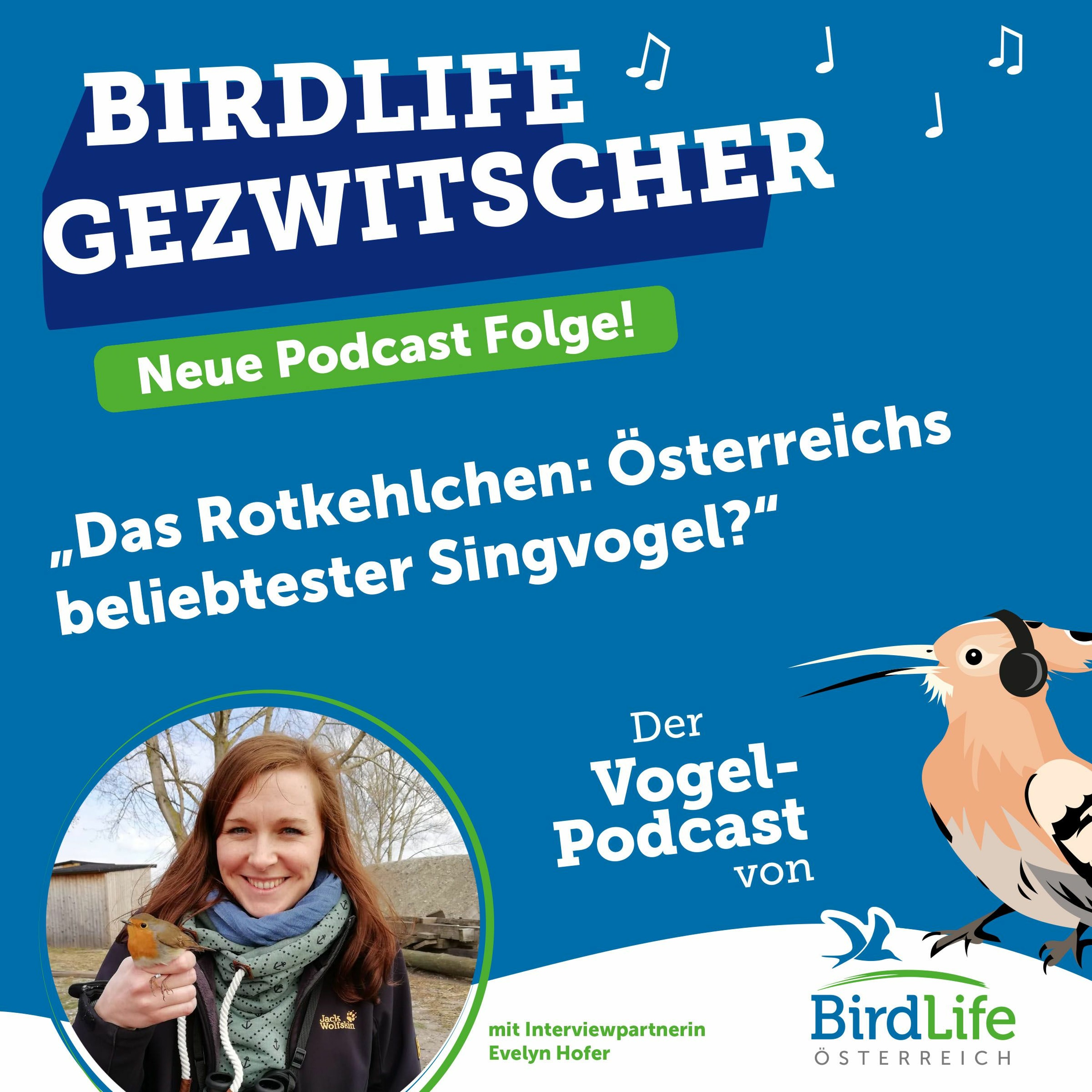 61. Das Rotkehlchen: Österreichs beliebtester Singvogel?