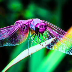 Dragon Fly