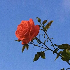 Celebration ft T-Viper