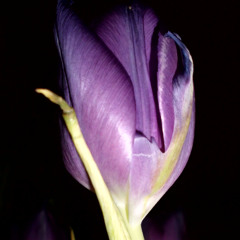 Frühlingsanfang 2 mit Kalimba