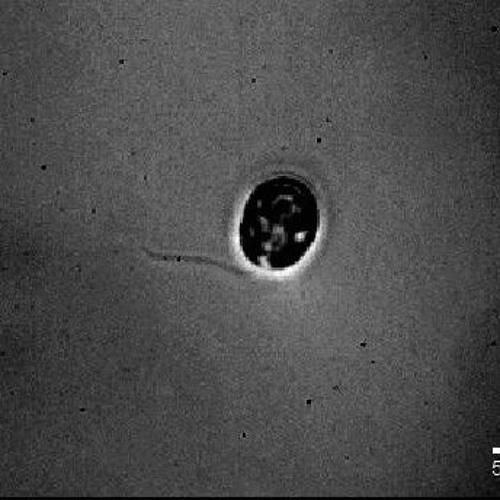 Remutation IV (for orchestra & electronics) | 2019