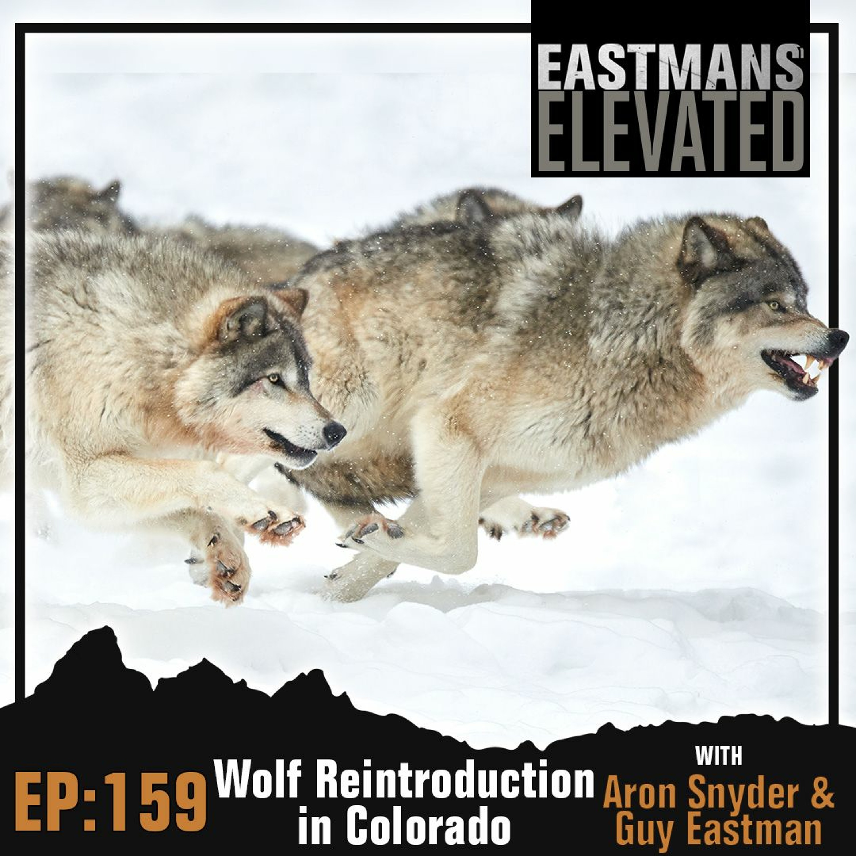 Episode 159: Reintroduction of Wolves in Colorado with Aron Snyder and Guy Eastman