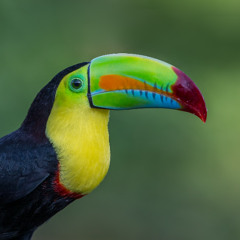 Tucan - Full on psytrance
