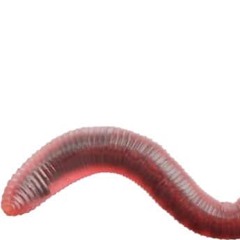worm food