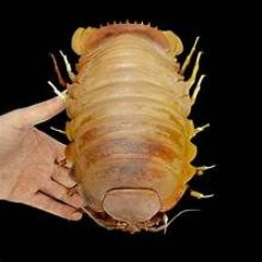 Isopod