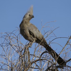 Grey go-away bird - 20200115
