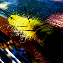 Caterpillar