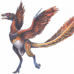Archaeopteryx