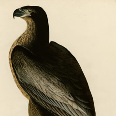 John James ‘Fraudubon’ Part 2