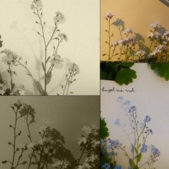 forget-me-not