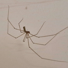 Cellar Spider Beat