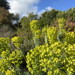 ambient spring mix (4/23/25)