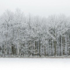 snow falls