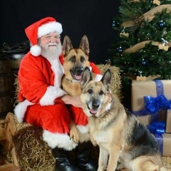 German Shepherds Of Christmas Town