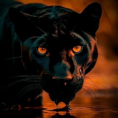 The jaguar
