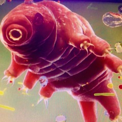 Tardigrades On The Moon
