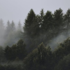 BLACK FOREST