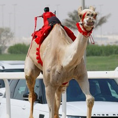 سلطان المعزه مسفر السندوانه