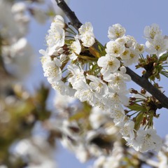 Jelena Poulíčková: Jazz