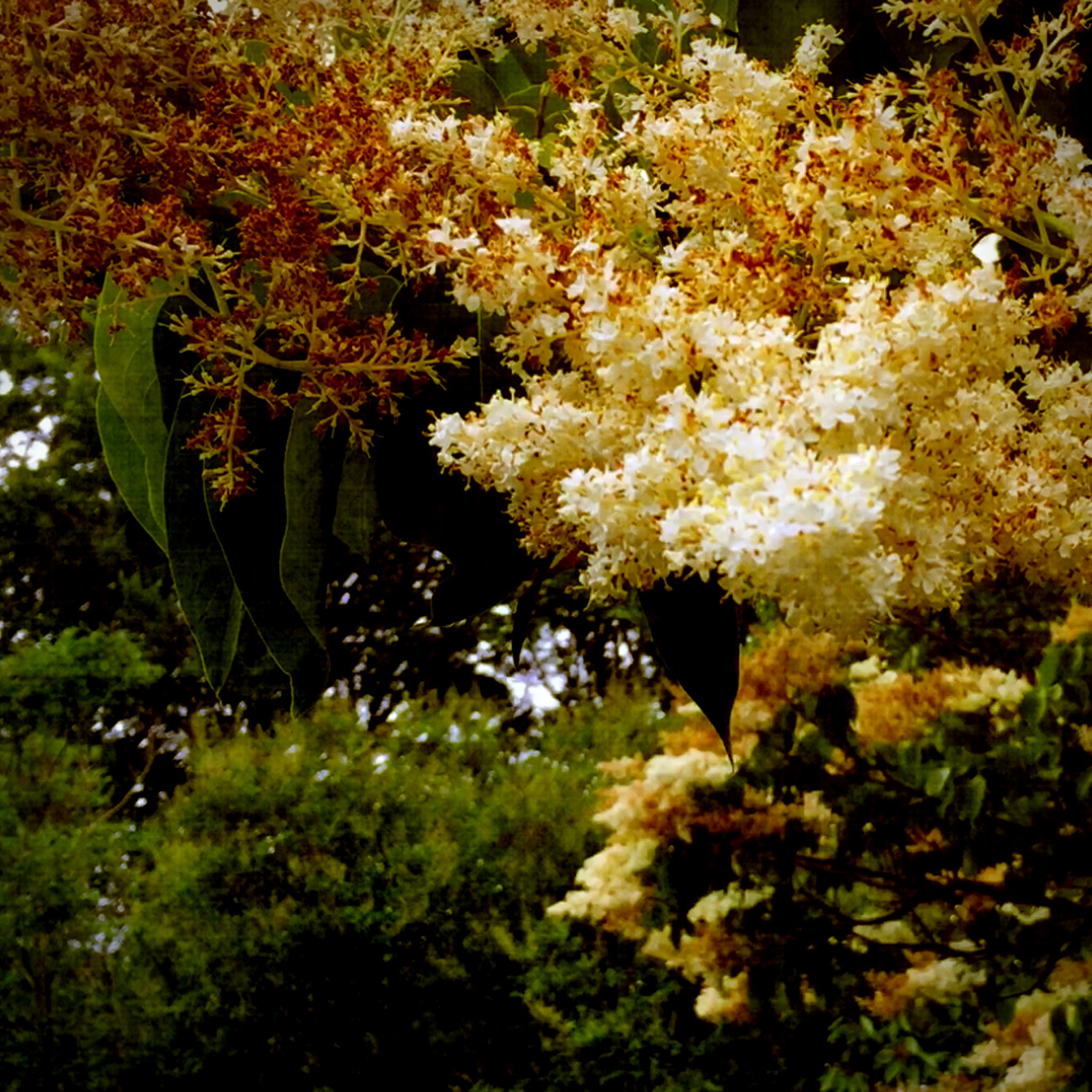 Theraphonia - Birdsong at Petersfield Park