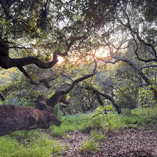 Garber Park Stream at Dawn, April 2025