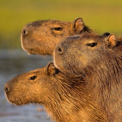 m4lixk - bee movie ft . islurwhenitalk & G2T