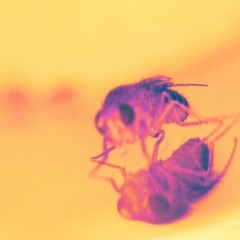 Early life experiences shape later life health