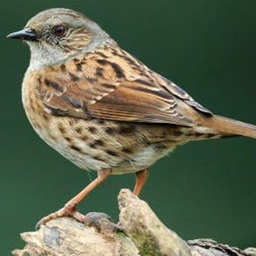 Dunnock