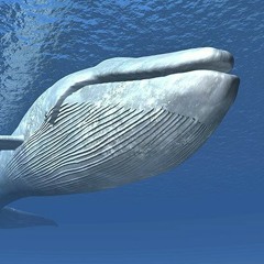 Whales Voyage ( Video coming soon)