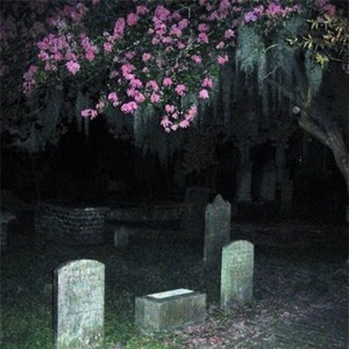 BLESSED WITH A CURSE (PROD. YUNGMEXICANBIH)