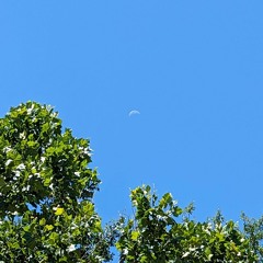 Bald Lipped And Bawling