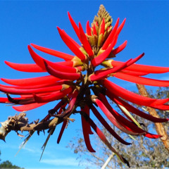 31.10.2025 - Cap. XXIV - Não Coloqueis a Candeia Sob o Alqueire - Os Sãos Não Precisam de Médicos (12)