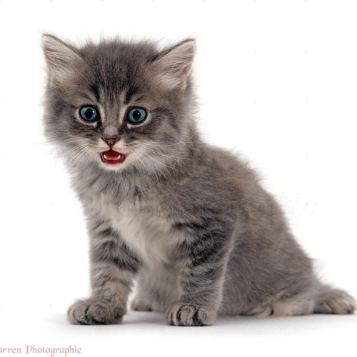 laced freestyle (prod. dfaultx)